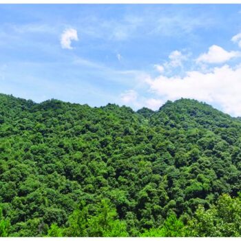 carbon sinks in China