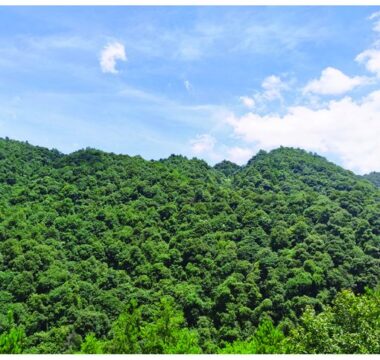 carbon sinks in China