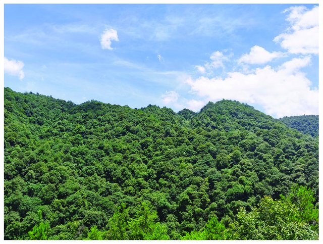 carbon sinks in China
